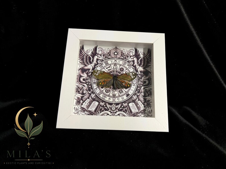May include: A square white shadow box frame containing a preserved butterfly with orange and brown wings. The background features a detailed black and white illustration of a circular zodiac chart, two winged creatures, and open books.