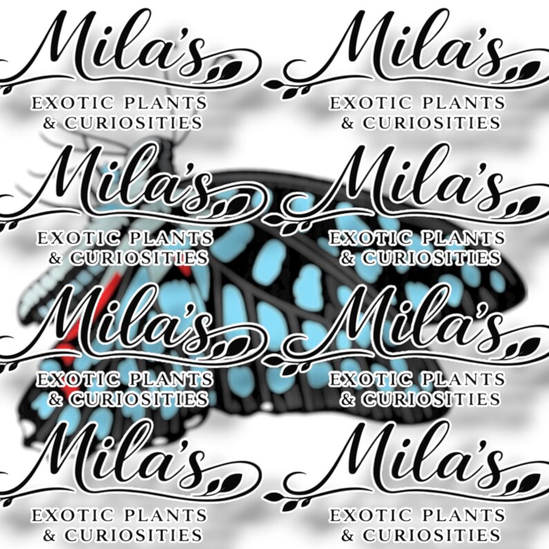 May include: A repeating pattern featuring the text "Mila's Exotic Plants & Curiosities" in a stylized script. A butterfly with blue and black wings is in the center. The design is repeated across the image.