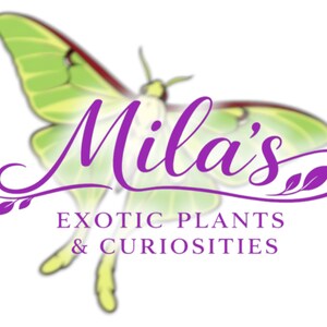 May include: A logo featuring a green and red butterfly with the name "Mila's" in purple script. Below the name, the text reads "EXOTIC PLANTS & CURIOSITIES" in purple. The background is white.