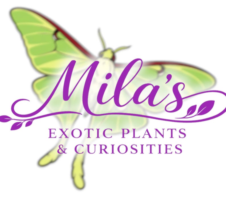May include: A logo featuring a green and red butterfly with the name "Mila's" in purple script. Below the name, the text reads "EXOTIC PLANTS & CURIOSITIES" in purple. The background is white.