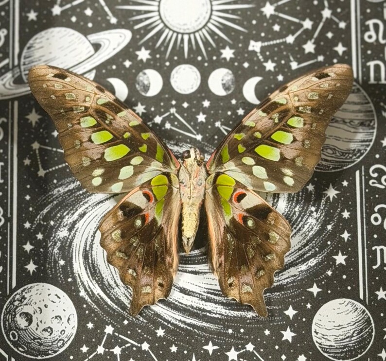 May include: A detailed image of a butterfly with brown wings, accented with green and red spots. The butterfly is centered on a black and white celestial-themed background featuring planets, stars, and phases of the moon.