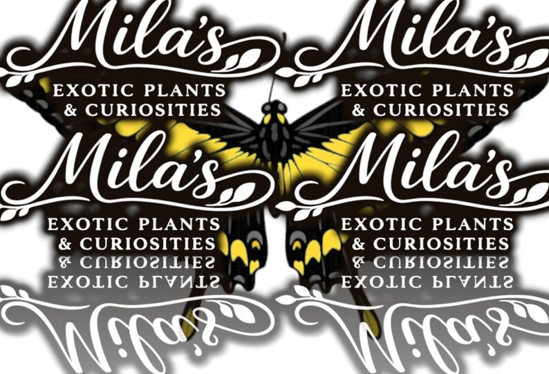 Kunglig gul svalstjärt PNG-paket 1 av 2 | 22 Papilio thoas 300 DPI fjärils clipartfiler bild 18