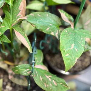 May include: A Syngonium plant featuring arrow-shaped leaves with a variegated pattern of deep green and soft pink splashes. The plant is supported by thin green stakes and is potted in dark soil, displaying multiple stems and foliage.
