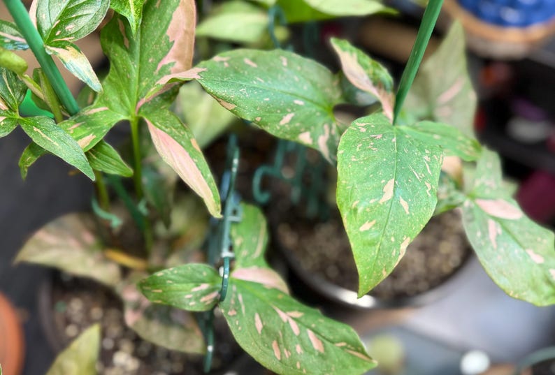 May include: A Syngonium plant featuring arrow-shaped leaves with a variegated pattern of deep green and soft pink splashes. The plant is supported by thin green stakes and is potted in dark soil, displaying multiple stems and foliage.