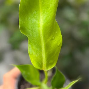 May include: A small potted plant featuring a single, prominent, elongated, bright lime-green leaf with a visible central vein and subtle water droplets on its surface, growing from a dark soil base within a small, round, black plastic container.