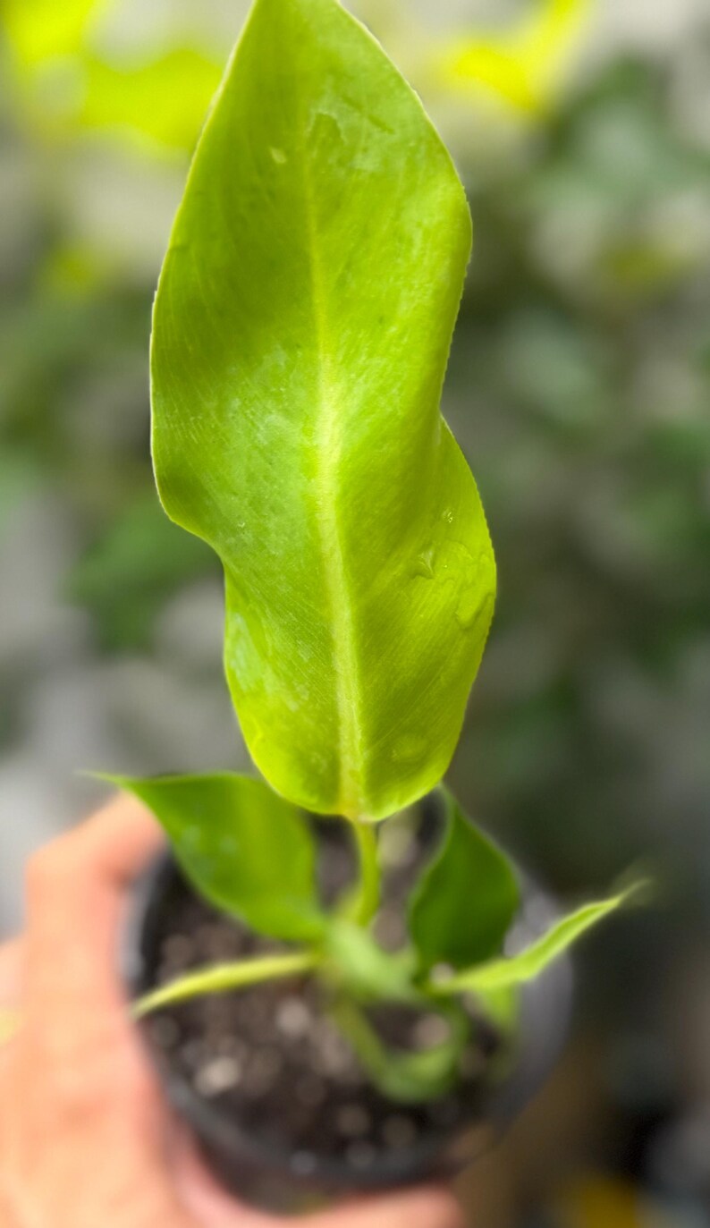 May include: A small potted plant featuring a single, prominent, elongated, bright lime-green leaf with a visible central vein and subtle water droplets on its surface, growing from a dark soil base within a small, round, black plastic container.