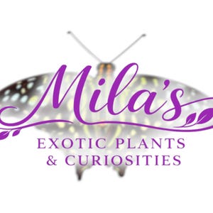 May include: The logo for "Mila's Exotic Plants & Curiosities" features a purple script font over a butterfly design. The butterfly has a blurred, multi-coloured wing pattern, and the text is in purple.