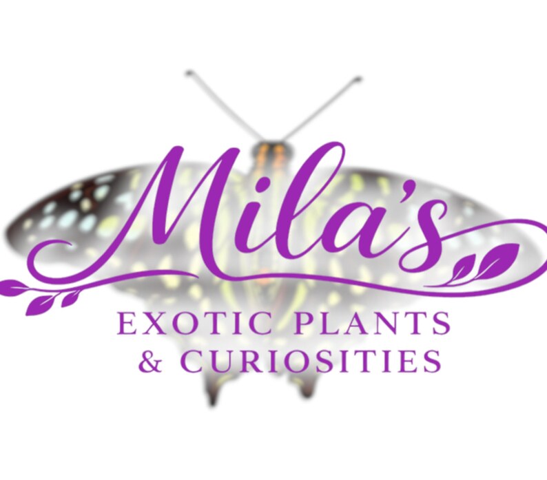 May include: The logo for "Mila's Exotic Plants & Curiosities" features a purple script font over a butterfly design. The butterfly has a blurred, multi-coloured wing pattern, and the text is in purple.
