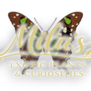 Puede incluir: Logotipo de "Mila's Exotic Plants & Curiosities" con una mariposa con alas marrones, verdes y blancas. El nombre de la empresa est&aacute; en una fuente cursiva estilizada, con el lema debajo.