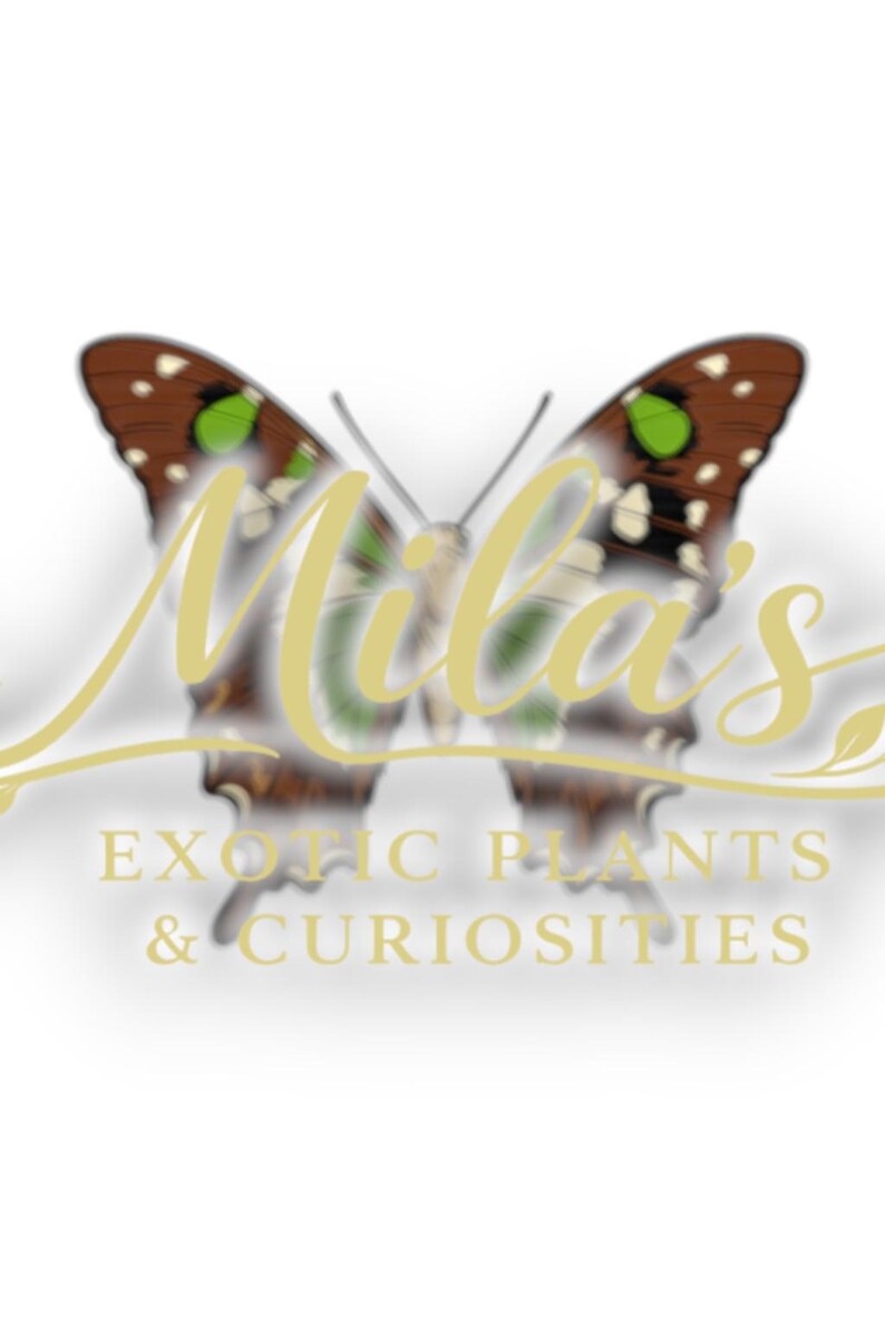 Puede incluir: Logotipo de "Mila's Exotic Plants & Curiosities" con una mariposa con alas marrones, verdes y blancas. El nombre de la empresa est&aacute; en una fuente cursiva estilizada, con el lema debajo.