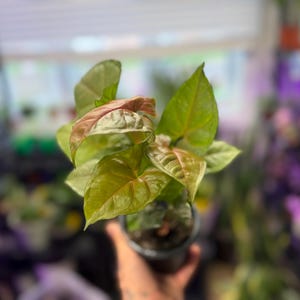 May include: A Syngonium plant in a small black plastic pot. The plant features arrow-shaped leaves with a mix of light green and soft pinkish-bronze tones. The foliage has a smooth texture with visible veins, and the plant is displayed in a compact, upright growth habit.