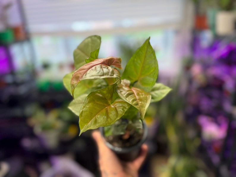 May include: A Syngonium plant in a small black plastic pot. The plant features arrow-shaped leaves with a mix of light green and soft pinkish-bronze tones. The foliage has a smooth texture with visible veins, and the plant is displayed in a compact, upright growth habit.
