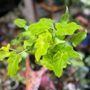 May include: A Philodendron Golden Dragon houseplant featuring vibrant, lime-green, lobed leaves with a glossy texture. The plant is potted in a small black container, displaying multiple stems and foliage that radiate outward from the center.
