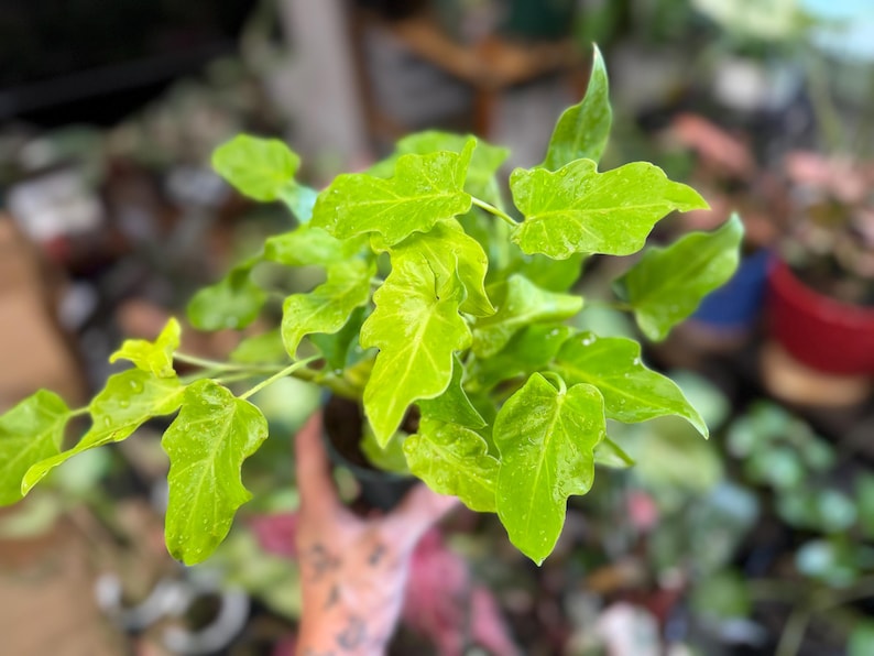 May include: A Philodendron Golden Dragon houseplant featuring vibrant, lime-green, lobed leaves with a glossy texture. The plant is potted in a small black container, displaying multiple stems and foliage that radiate outward from the center.