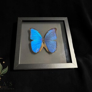 Puede incluir: Un esp&eacute;cimen de mariposa Morpho azul vibrante exhibido dentro de un marco cuadrado negro. La mariposa presenta alas iridiscentes con bordes de color marr&oacute;n oscuro y un cuerpo central, montado sobre un fondo gris neutro en la caja.