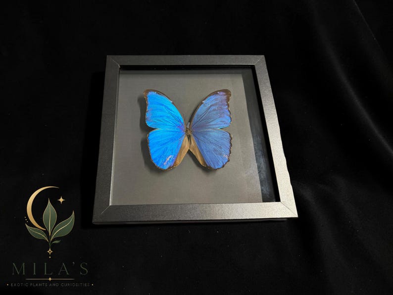 Puede incluir: Un esp&eacute;cimen de mariposa Morpho azul vibrante exhibido dentro de un marco cuadrado negro. La mariposa presenta alas iridiscentes con bordes de color marr&oacute;n oscuro y un cuerpo central, montado sobre un fondo gris neutro en la caja.