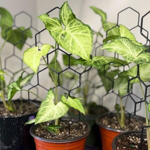 May include: Several potted Syngonium plants with variegated light green and cream arrow-shaped leaves, each supported by a black plastic hexagonal grid trellis. The plants are housed in various plastic pots, including orange and black containers.