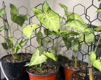 May include: Several potted Syngonium plants with variegated light green and cream arrow-shaped leaves, each supported by a black plastic hexagonal grid trellis. The plants are housed in various plastic pots, including orange and black containers.