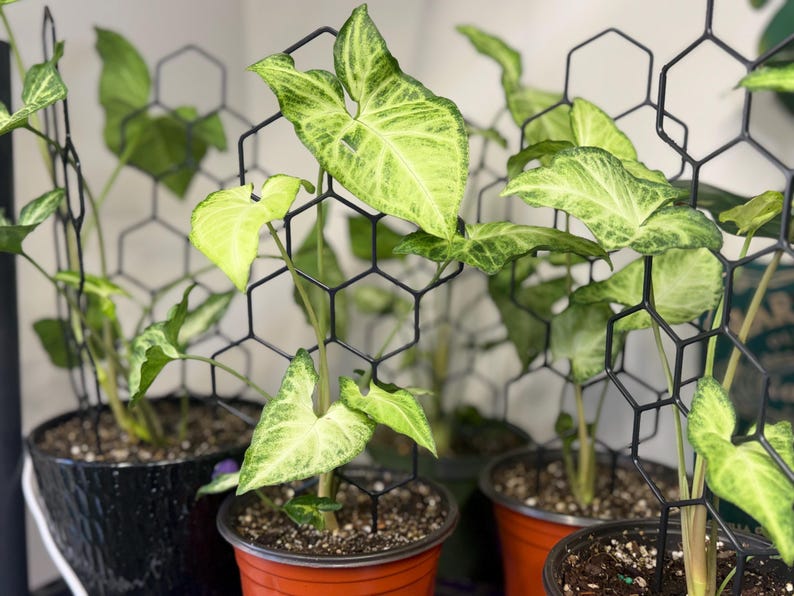 May include: Several potted Syngonium plants with variegated light green and cream arrow-shaped leaves, each supported by a black plastic hexagonal grid trellis. The plants are housed in various plastic pots, including orange and black containers.