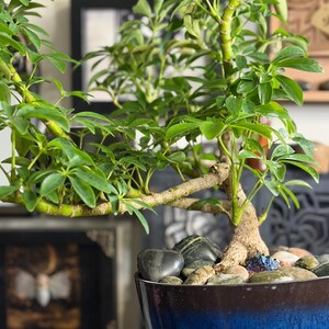 May include: A Schefflera arboricola plant with glossy green leaves and a thick, textured trunk, potted in a deep blue ceramic container. The soil surface is covered with smooth, dark river stones and a small, iridescent purple crystal cluster.