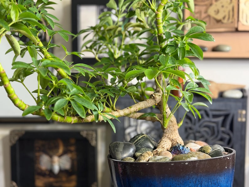 May include: A Schefflera arboricola plant with glossy green leaves and a thick, textured trunk, potted in a deep blue ceramic container. The soil surface is covered with smooth, dark river stones and a small, iridescent purple crystal cluster.