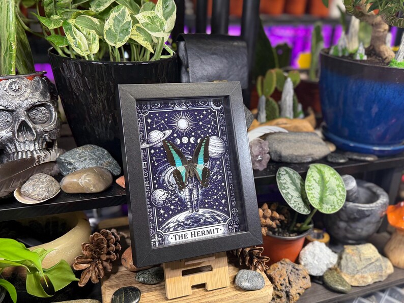 Blue Bottleneck “The Hermit Celestial Wanderer” Framed Specimen Art | Graphium sarpedon Tarot Decor bild 6