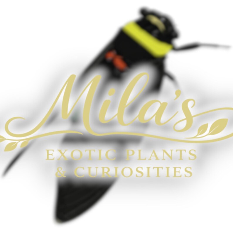 Pode incluir: Ilustra&ccedil;&atilde;o estilizada de uma cigarra com marcas pretas e amarelas. A imagem inclui o texto "Mila's Exotic Plants & Curiosities" em fonte dourada, sugerindo uma loja ou marca.