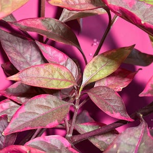 May include: A plant with pointed, lance-shaped leaves featuring a variegated pattern of deep purple, dark green, and vibrant magenta. The stems are dark purple, and small, clear water droplets are visible on the surface of several leaves.