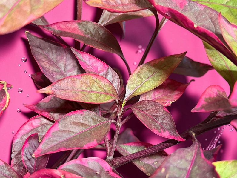 May include: A plant with pointed, lance-shaped leaves featuring a variegated pattern of deep purple, dark green, and vibrant magenta. The stems are dark purple, and small, clear water droplets are visible on the surface of several leaves.