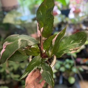 May include: A Philodendron Pink Princess plant featuring pointed, dark green leaves with variegated splashes of light pink and white. The plant has a central reddish-brown stem and is potted in a small, light-colored container with visible soil.