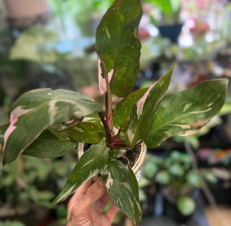 May include: A Philodendron Pink Princess plant featuring pointed, dark green leaves with variegated splashes of light pink and white. The plant has a central reddish-brown stem and is potted in a small, light-colored container with visible soil.