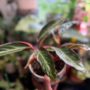 May include: A Stromanthe Triostar plant with elongated, lance-shaped leaves featuring a variegated pattern of dark green, cream, and vibrant pink undersides. The plant is potted in a small, round container with a blue and white checkered pattern.