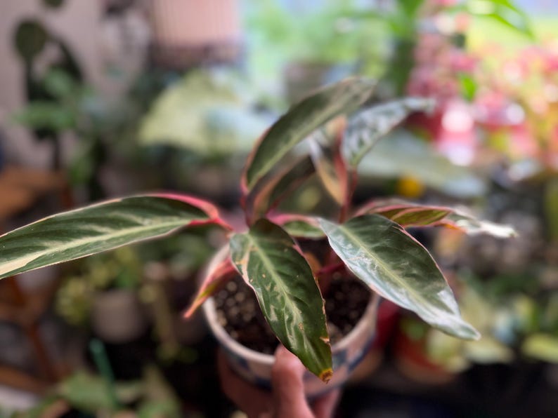 May include: A Stromanthe Triostar plant with elongated, lance-shaped leaves featuring a variegated pattern of dark green, cream, and vibrant pink undersides. The plant is potted in a small, round container with a blue and white checkered pattern.