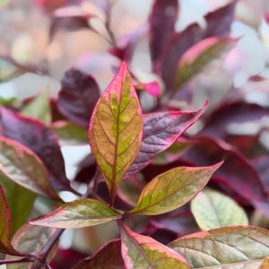 May include: A plant with variegated leaves displaying a mix of deep burgundy, magenta, and light green tones. The foliage features pointed, oval-shaped leaves with visible veins, arranged in a dense cluster with a soft, natural texture.
