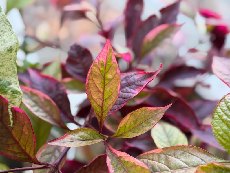 May include: A plant with variegated leaves displaying a mix of deep burgundy, magenta, and light green tones. The foliage features pointed, oval-shaped leaves with visible veins, arranged in a dense cluster with a soft, natural texture.