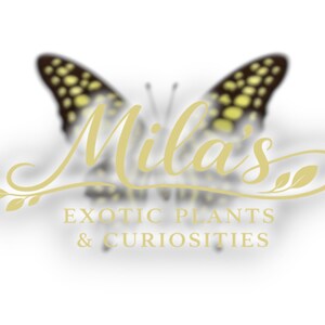 May include: The logo for "Mila's Exotic Plants & Curiosities" displays a butterfly with yellow and black patterned wings. The business name is in gold script, with the tagline in a serif font.