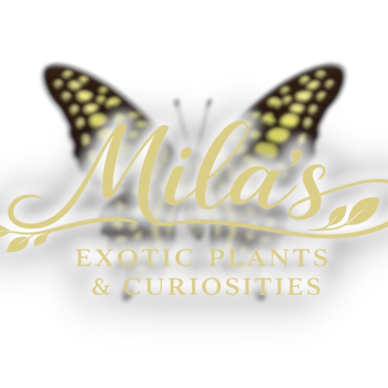 May include: The logo for "Mila's Exotic Plants & Curiosities" displays a butterfly with yellow and black patterned wings. The business name is in gold script, with the tagline in a serif font.