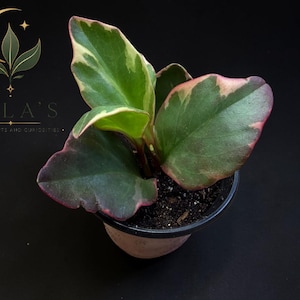 Op de afbeelding: Een Peperomia-plant met bonte groene en cr&egrave;mekleurige bladeren met roze-rode randen, geplant in een kleine pot met donkere aarde. Het logo van MILA'S EXOTIC PLANTS AND CURIOSITIES is zichtbaar in de linkerbovenhoek van de afbeelding.
