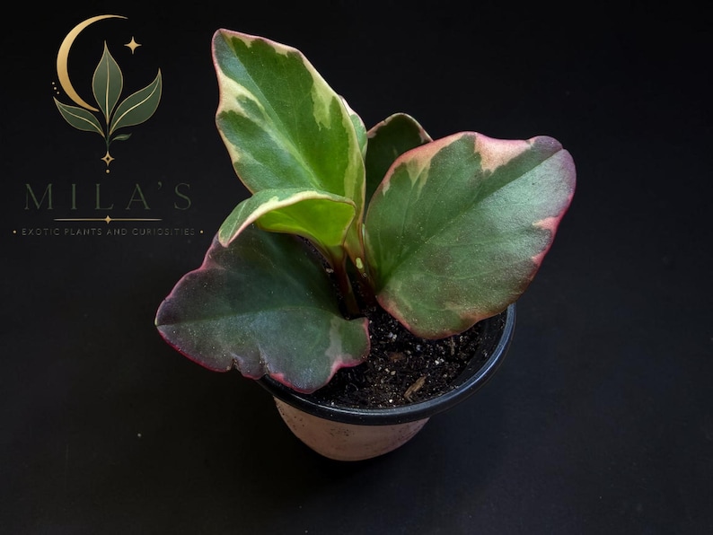 Op de afbeelding: Een Peperomia-plant met bonte groene en cr&egrave;mekleurige bladeren met roze-rode randen, geplant in een kleine pot met donkere aarde. Het logo van MILA'S EXOTIC PLANTS AND CURIOSITIES is zichtbaar in de linkerbovenhoek van de afbeelding.