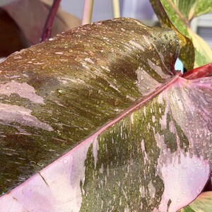 May include: A Philodendron Pink Princess leaf featuring deep burgundy and dark green foliage with variegated patches of light pink. The surface of the large, heart-shaped leaf is covered in small water droplets, and a bright pink stem is visible.