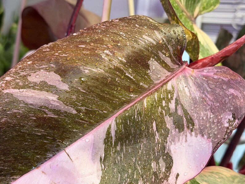 May include: A Philodendron Pink Princess leaf featuring deep burgundy and dark green foliage with variegated patches of light pink. The surface of the large, heart-shaped leaf is covered in small water droplets, and a bright pink stem is visible.