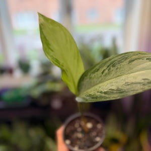 May include: A small potted plant featuring two distinct leaves. One leaf is solid light green, while the other leaf displays a variegated pattern of silver, grey, and dark green speckles. The plant is rooted in dark soil within a small plastic pot.