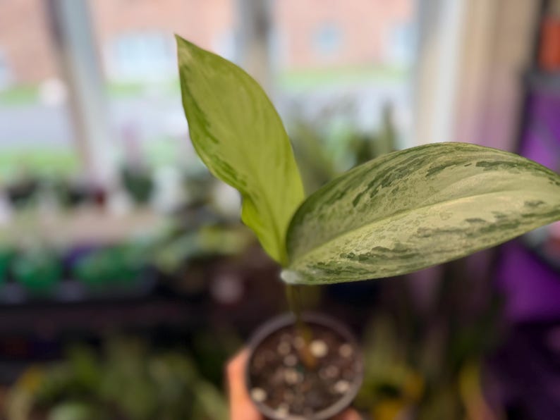 May include: A small potted plant featuring two distinct leaves. One leaf is solid light green, while the other leaf displays a variegated pattern of silver, grey, and dark green speckles. The plant is rooted in dark soil within a small plastic pot.