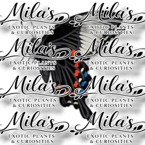 以下が含まれることがあります： 「Mila's」という名前がエレガントな筆記体で繰り返されるパターンで、「Exotic Plants & Curiosities」というテキストが添えられています。黒い羽とカラフルなアクセントを持つ、様式化された蝶が背景にあります。