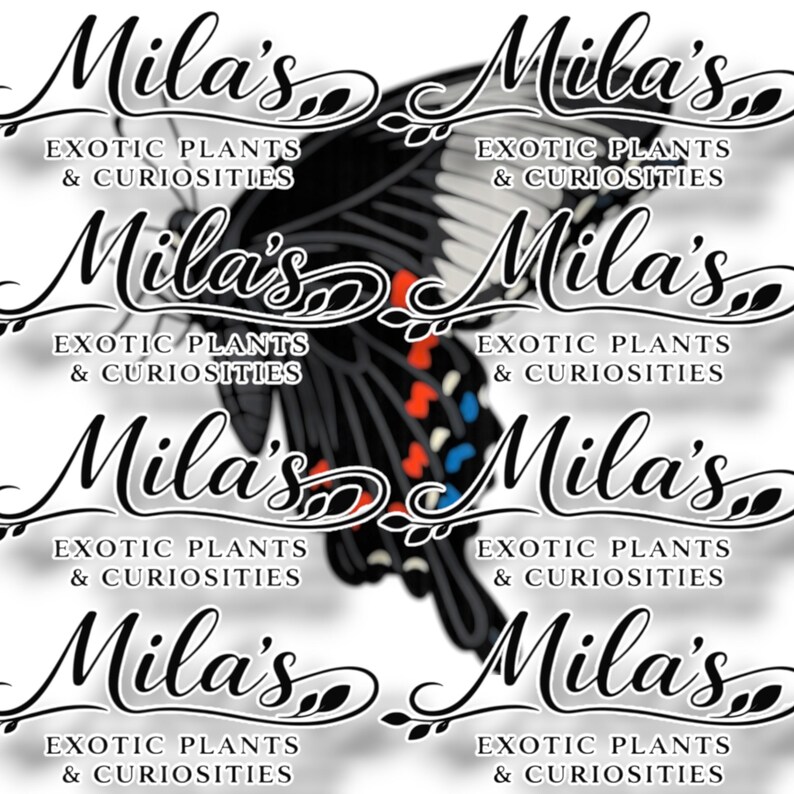 以下が含まれることがあります： 「Mila's」という名前がエレガントな筆記体で繰り返されるパターンで、「Exotic Plants & Curiosities」というテキストが添えられています。黒い羽とカラフルなアクセントを持つ、様式化された蝶が背景にあります。