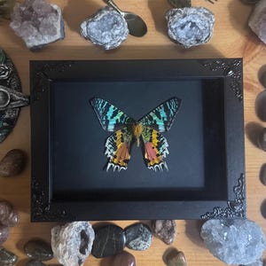 May include: A framed butterfly specimen with a black frame. The butterfly has intricate patterns in shades of teal, yellow, orange, and pink. The frame is surrounded by decorative stones and crystals on a wooden surface.