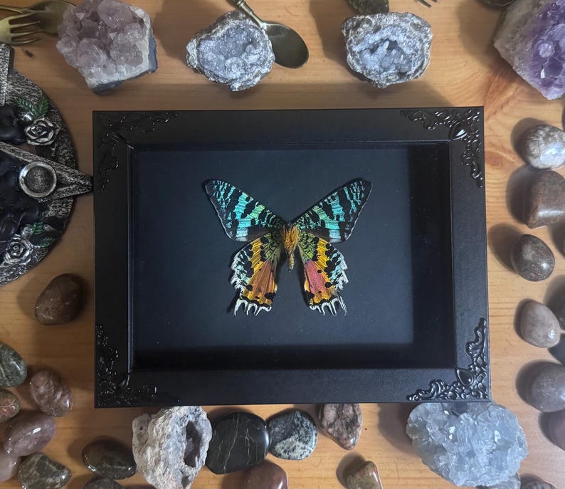 May include: A framed butterfly specimen with a black frame. The butterfly has intricate patterns in shades of teal, yellow, orange, and pink. The frame is surrounded by decorative stones and crystals on a wooden surface.