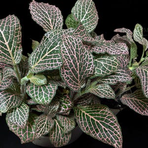 May include: A Fittonia plant featuring dark green leaves with a prominent, intricate network of bright pink veins. The foliage is dense and oval-shaped with slightly wavy edges. A small logo with the text MILA'S is visible in the top right corner.