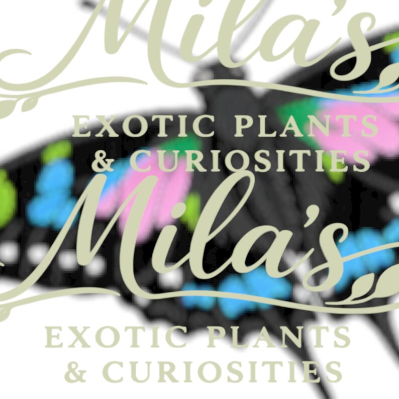 Puede incluir: Logotipo de "Mila's Exotic Plants & Curiosities" con un dise&ntilde;o de mariposa. Las alas de la mariposa son negras con acentos rosas, azules y verdes. El texto "Mila's" est&aacute; en cursiva, y el nombre de la empresa est&aacute; en sans-serif.