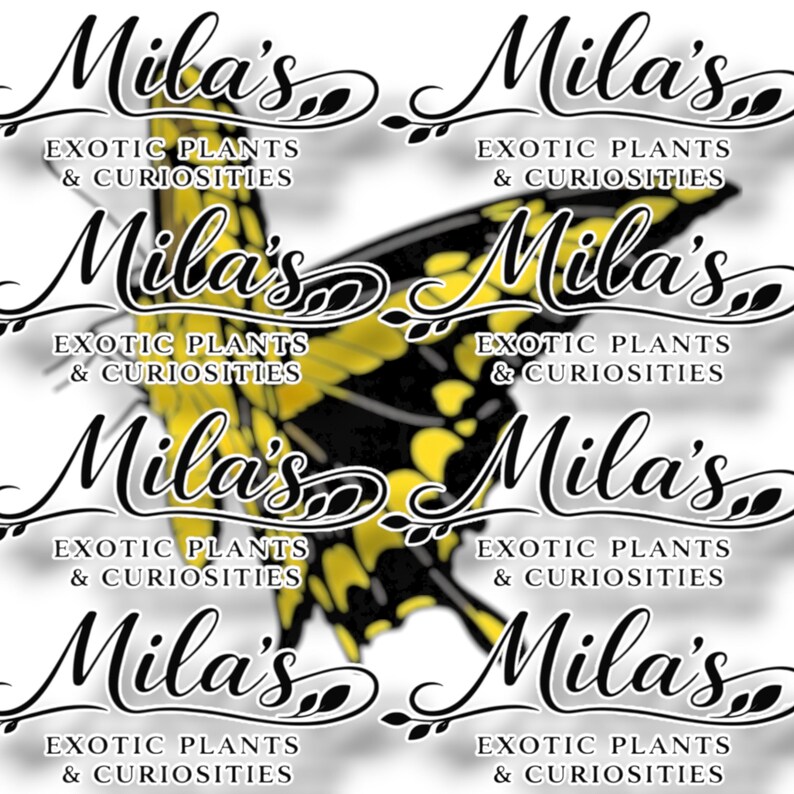 May include: A repeating pattern with the text "Mila's Exotic Plants & Curiosities" in a decorative script. A yellow and black butterfly is in the center. The design is repeated across a white background.